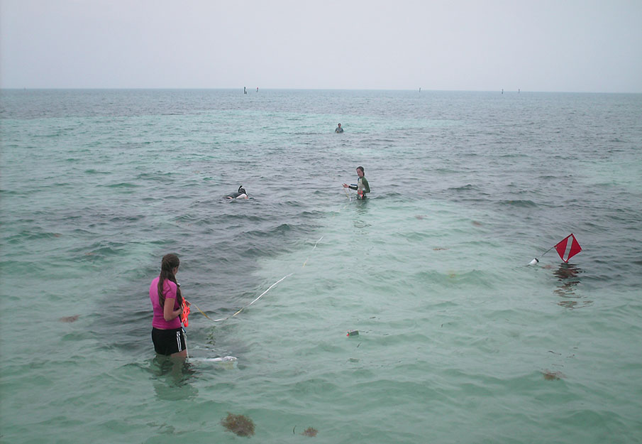 UNF researchers studying seagrass