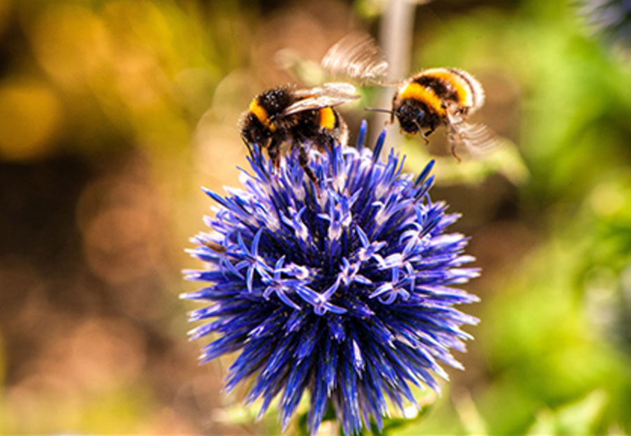 Bee on flower