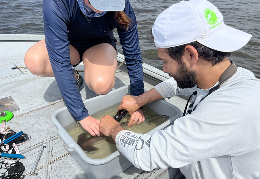 Matthew Bernanke tagging a hammerhead shark