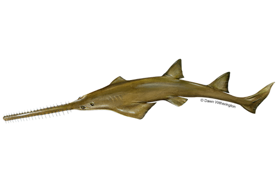 Drawing of a smalltooth sawfish, photo credit to NOAA Fisheries