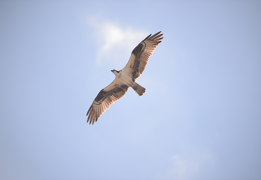 An osprey flying in the blue sky 