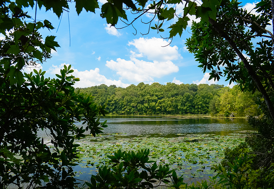 UNF Nature Trails Scenery