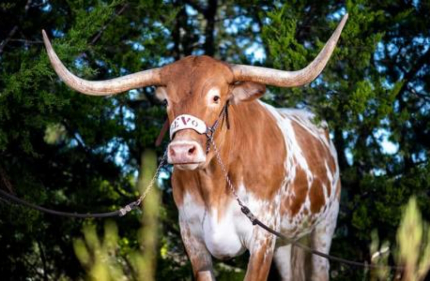 Bevo standing majestically in front of trees.