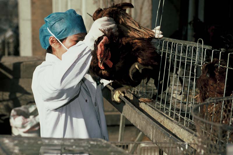 China - Avian influenza