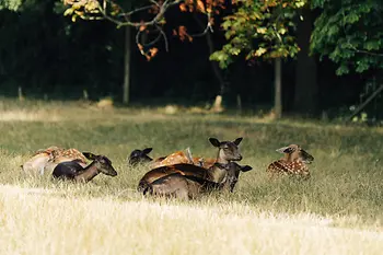 Capriolo nella Riserva naturale Lainzer Tiergarten