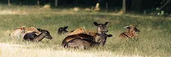 Capriolo nella Riserva naturale Lainzer Tiergarten