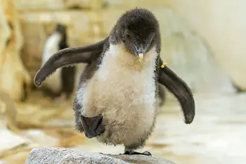 Rockhopper Penguin