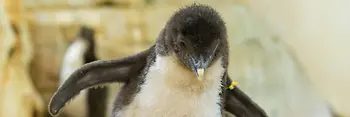 Rockhopper Penguin