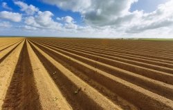 Plowed agricultural fields 