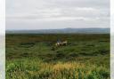 Members of Wirral Coastguard Rescue Team involved in search for lost dog on Parkgate marshland on Wednesday, August 7