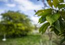 Best planting season yet for Northern Forest as 1.9m trees go in the ground