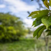 Best planting season yet for Northern Forest as 1.9m trees go in the ground