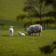 Farming leaders have called for a boost to agricultural budget (Steve Parsons/PA)