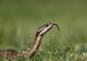 Adders, Grass Snakes and Smooth Snakes are all found in the UK