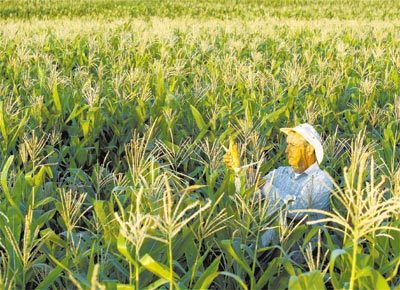 O agricultor Ademir Ferronato em sua planta��o de milho convencional, no Paran�; ele teme contamina��o por lavoura transg�nica