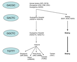 Thumbnail of pidemiologic and phylogenetic links between patients of different worldwide SARS outbreaks (4,10,11,12). New information that concerns the Beijing epidemic is represented in boldface. Epidemiologic links that are still speculative are in dotted lines.