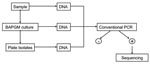 Thumbnail of Diagram of sample processing and testing.