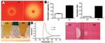 Thumbnail of A) Hemolytic zone on blood agar plate after 48 h: Low hemolytic (LH) colony and high hemolytic (HH) colony. B) Hemolytic activity of the pigment extract presented as hemolytic capacity (left graph) relative to that of sodium dodecyl sulfate (100%) and as hemolytic titer (right graph) evaluated with a microdilution assay. Error bars indicate SEM. C) Phenotypic appearance of group B streptococci after overnight culture in Todd-Hewitt broth plus 1.5% yeast extract, displaying a white p