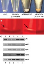 Thumbnail of A) Difference in pigmentation of the low hemolytic (LH)/high encapsulation (HC) and NEM316 wild-type (WT) strains and their corresponding transformants expressing the covR/S locus of the high hemolytic (HH)/low encapsulation (LC) variant after overnight culture. B) CAMP testing with strains displayed according to panel A. The LH/HC variant and the NEM316 strain display a stronger reaction (arrows) than their corresponding transformants. C) Semiquantitative analysis of mRNA expressio