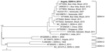 Thumbnail of Phylogenetic analysis of a dengue virus (DENV) type 4 strain isolate (boldface) from a patient in Israel who apparently acquired DENV in Angola in 2014, showing close relationship with isolates from Brazil. The DENV isolate was aligned with representative DENV sequences from around the world, representing serotypes 1–4. Reference strains, downloaded from public databases (http://www.ncbi.nlm.nih.gov/nuccore), are identified by accession number, place, and year of isolation (DENV-4 i