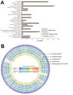 Thumbnail of Comparison of draft genome sequence data of the 3 Elizabethkingia anophelis strains from patients in Hong Kong (HKU36–38), E anophelis type strain R26T, and E. meningoseptica type strain ATCC 13253T. A) Distributions of predicted coding sequence function in genomes of E. anophelis strains HKU36–38, E. anophelis type strain R26T, and E. meningoseptica type strain ATCC 13253T according to SEED Subsystems are shown. The columns indicate the number of proteins in different subsystems. B