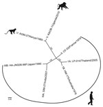 Thumbnail of Whole-genome phylogenetic reconstruction of representative HAVs. HAVs are grouped into 6 genotypes based on 168 bp of the C-terminal extension of the viral protein 1 gene. Baboon HAV detected in Kibale National Park, Uganda, in 2010 and 2014 (GenBank accession number KT819575) clusters with AGM-27 (3), previously the sole member of genotype V. jModeltest 2 (http://jmodeltest.org) was used to find the best-fit evolutionary model for the data, after which the maximum-likelihood tree w