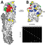 Thumbnail of A) H9 HA monomer showing position of each amino acid substitution on the surface of HA1 of contemporary avian influenza A(H9N2) viruses isolated from Pakistan. HA1 is shown in light gray, HA2 in dark gray, receptor binding site in red, previously identified antigenic sites in green and blue (42,43), and substituted residues identified in this study yellow. Residue 180 is shown in magenta. B) aa alignment of the HA coding region was used to identify substituted residues within the 20