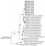 Thumbnail of Phylogenetic tree of open reading frame 1 of HEV RNA sequences from 11 camel calves (bold), United Arab Emirates, and other Orthohepevirus A genotype 7 sequences available in GenBank as of May 1, 2019. The tree was calculated by using MrBayes (http://mrbayes.sourceforge.net) and a generalized time reversible substitution model. One million generations were sampled every 500 steps, and 20% of trees were discarded as burn-in. Bold indicates sequences obtained during this study. An Ort