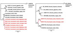 Phylogenetic trees for study strains of Fasciolopsis buski trematodes recovered from child patients in Sitamarhi, Bihar, and pigs in Sivasagar, Assam, India, and reference sequences. Red indicates isolates from India; asterisks indicate strains from this study. Tree was constructed using the maximum-likelihood method as implemented in MrBayes version 3.1.2 (https://bioweb.pasteur.fr/packages/pack@mrbayes@3.1.2). A) Internal transcribed spacer 2 gene tree using Hasegawa-Kishino-Yano plus invariate sites model. B) Cytochrome c oxidase subunit 1 gene tree using general time reversible plus gamma model. The analyses were run for 5,000,000 generations with sampling frequency of 100 and initial 25% of the trees discarded as burn-in. Node values represent Bayesian posterior probabilities. GenBank accession numbers are provided when available. Scale bars represent branch length.