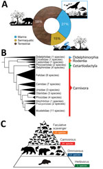 Characteristics of mammal species affected worldwide by highly pathogenic influenza virus A (H5N1) the current panzootic (2020–2023). A) Habitat of mammal species affected by H5N1. B) Phylogeny of mammal species affected (tree constructed using iTOL version 5 following Letunic and Bork [15], from DNA sequence data available in Upham et al. [16]). C) Trophic level (facultative scavenger, carnivore, omnivore, or herbivore) of mammal species affected worldwide by H5N1. Some of the omnivorous and carnivorous mammals included in the pyramid (n = 13) also consume carrion; thus, they are also considered to be facultative scavengers and are incorporated in the upper part of the pyramid.