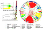 Time-scaled explicit discrete phylogeographic analysis of dengue virus serotype 3 (DENV-3) spread in Jamaica. Relationship between the dispersal trajectory of DENV-3 in the maximum clade credibility tree and the specific DENV-3 migration patterns into Jamaica over time (box) is indicated. Nodes of the tree represent the inferred country of origin for sampled strains. Arrows indicate the nodes from which taxa were selected for analysis by using the TaxaMarkovJumpHistoryAnalyzer (https://github.com/beast-dev/beast-mcmc). Only values of discrete state probability for the root and the node of interest are shown in the tree; complete state probability values of the nodes are indicated in Appendix Figure 2, panel B. Dynamic pathways of DENV-3 geographic movement are indicated by Markov jump mappings (right circular map). Transmission network of DENV-3 is summarized by Markov jump events, analyzed using TreeMarkovJumpHistoryAnalyzer and visualized in a circular layout by using the circlize package in R (The R Project for Statistical Computing, https://www.r-project.org). The width of each link reflects the frequency of virus movement; quantitative estimates were provided by using the TreeMarkovJumpHistoryAnalyzer. Tick marks on the outside of the circle’s segments indicate virus movement frequencies.