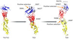 Envelope glycoprotein 3-dimensional structures (structure 7a3s; RCSB Protein Data Bank, https://www.rcsb.org) from dengue virus serotype 3 strains in Jamaica. Red indicates protein domain I, yellow indicates domain II, and blue indicates domain III. Gray spheres indicate mutations identified across various TGs. Arrows indicate mutations detected by site models. E621Q (faded text) is in the loop region not visible in the crystal structure. TG, temporal group.