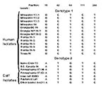 Thumbnail of Alignment of TRAP-C2 nucleotide positions that show polymorphism among Cryptosporidium parvum isolates from human and nonhuman sources. Published calf sequence refers to Genbank accession number X77586. Other bovine (n=21) refers to 21 samples (from Georgia, Alabama, Ohio, Oklahoma, Kansas, Iowa, Idaho, Utah, and Washington) that had the same genotype.