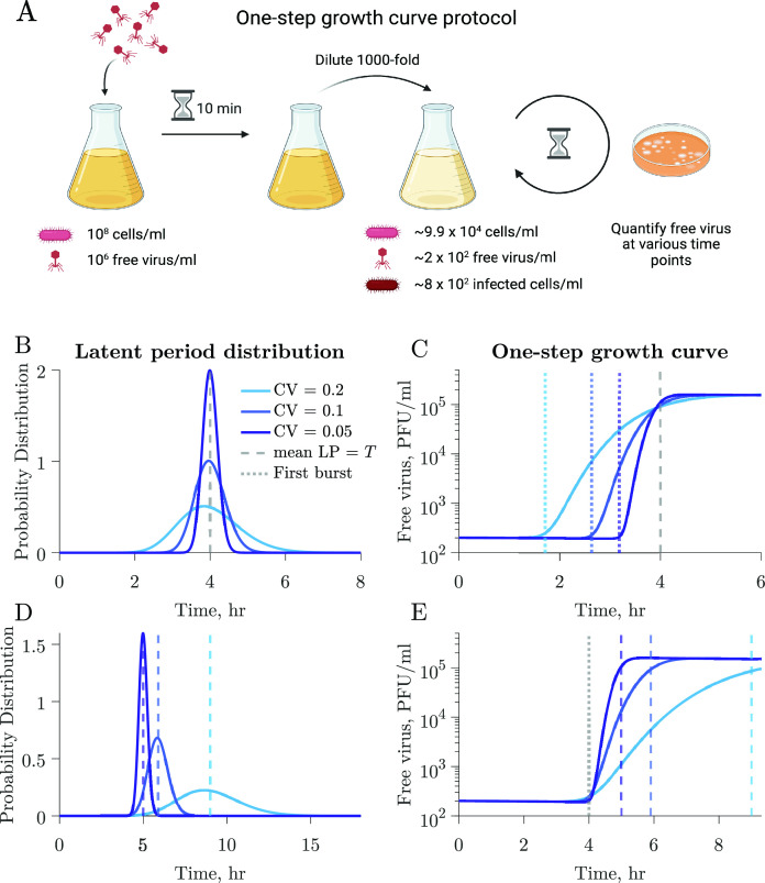 Schematic of one-step growth curve protocol (A) accompanied by the relationship between different latent period distributions (B/D) and corresponding one-step growth curves (C/E).