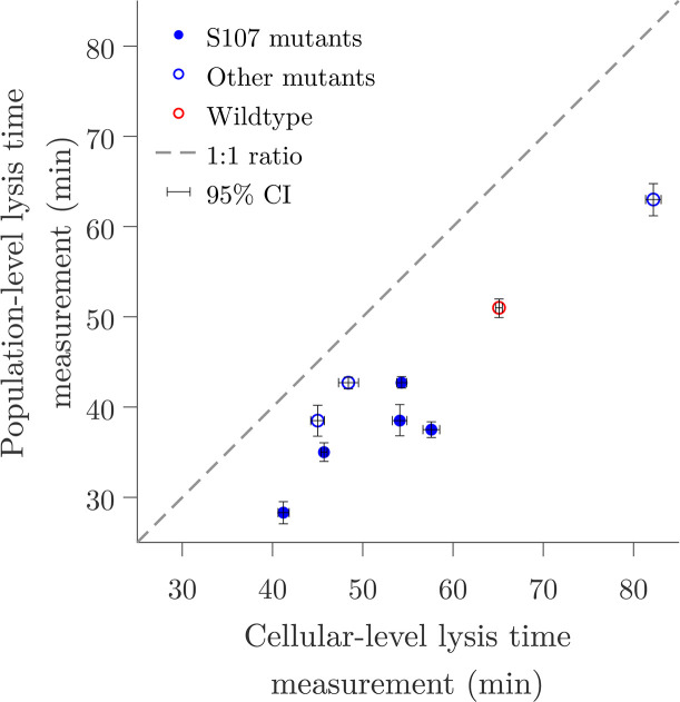 Scatterplot compares population-level lysis time measurements against cellular-level lysis time measurements for wild-type and mutant phage strains, with a 1:1 ratio line and confidence intervals.