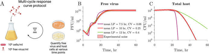 A multi-cycle response curve protocol illustrates the steps from infection to the quantification of free virus and host cells. Growth curves depict PFU per milliliter and CFU per milliliter over 60 hours for different latent period distributions.