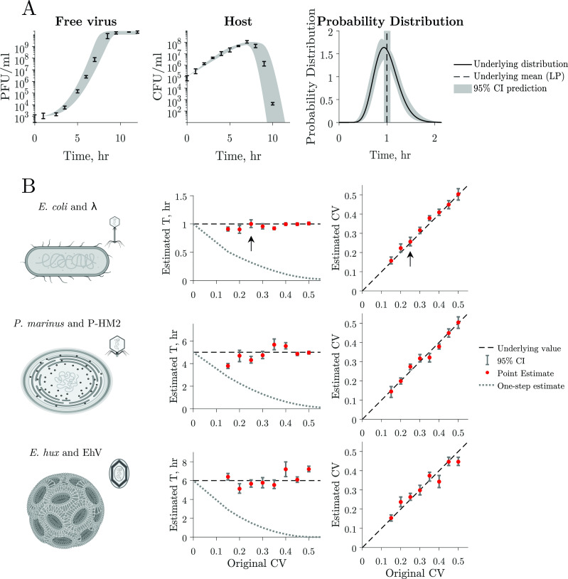 Latent period distribution, including mean and CV, estimated from simulated multi-cycle response curves for three distinct virus-host model systems.