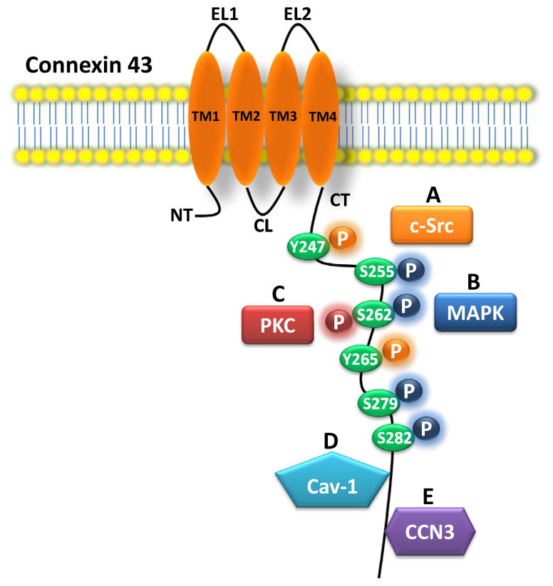 An external file that holds a picture, illustration, etc.
Object name is nihms608801f2.jpg