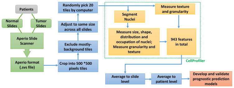 An external file that holds a picture, illustration, etc.
Object name is nihms861894f1.jpg