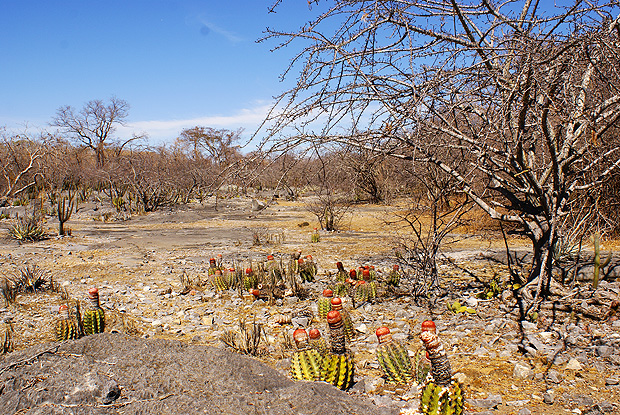 �rea de caatinga localizada no Parque Estadual da Mata Seca, em Minas Gerais