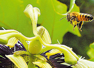 Como computadores, abelhas processam rota de voo com menor dist�ncia e de menor gasto de energia