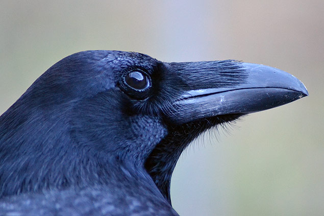 Corvo observa outro bicho em experimento feito por cientistas da Universidade de Viena