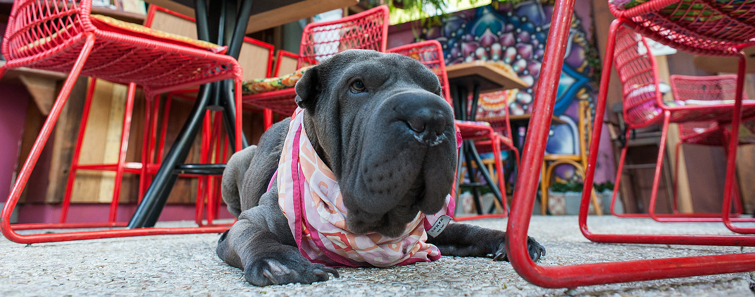 Dez restaurantes e bares imperd�veis para ir com seus cachorros