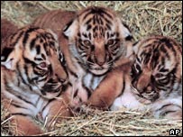 Indochinese tiger cubs