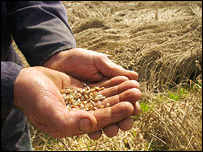 Hands holding wheat, PA