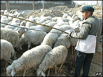 A Chinese farmer herds his sheep in a village near Beijing Tuesday Dec. 10, 2002.