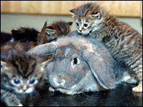 Summer the rabbit with kittens [Pic: Press and Journal]