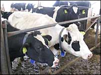 Cows on a Bulgarian farm