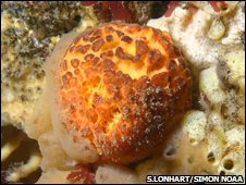 Sponge (Steve Lonhart/SIMoN Noaa)