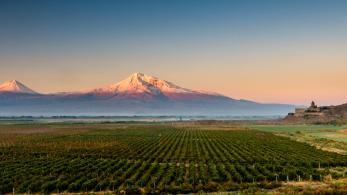 Vineyard Ararat